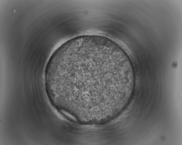 X0000100370990200807031858