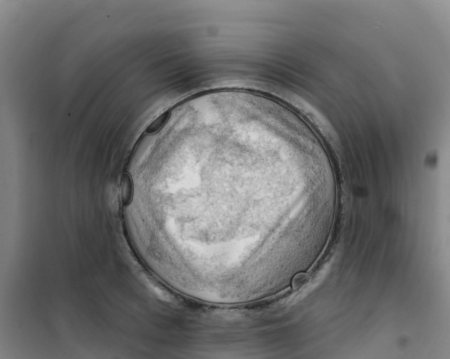 X0000100370993200807031858