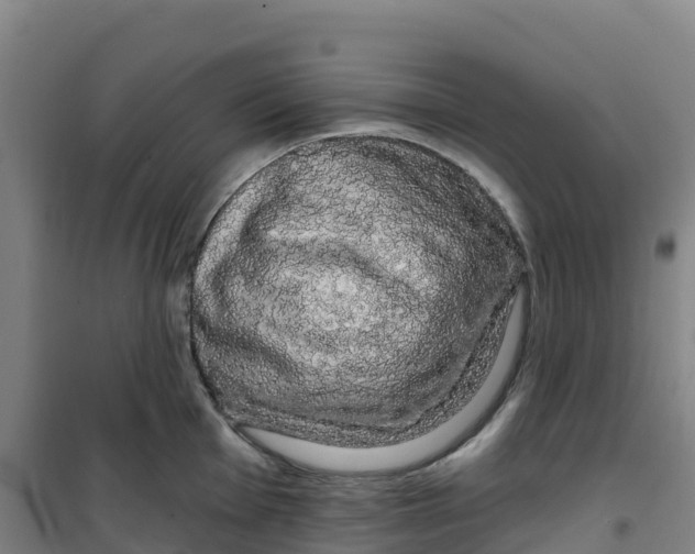 X0000100371001200807031858