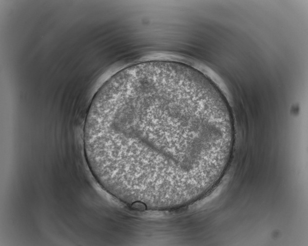 X0000100371049200807031858