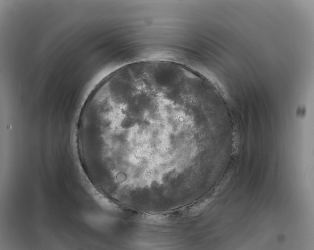 X0000100371086200807031856