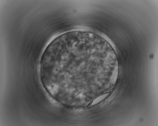 X0000100371099200807031856