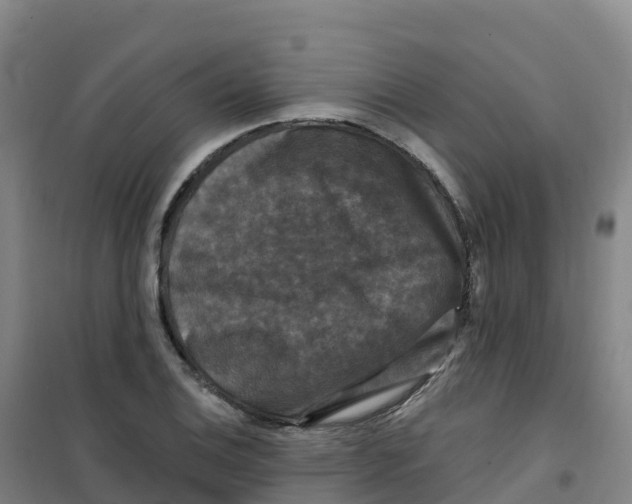 X0000100371124200807031856