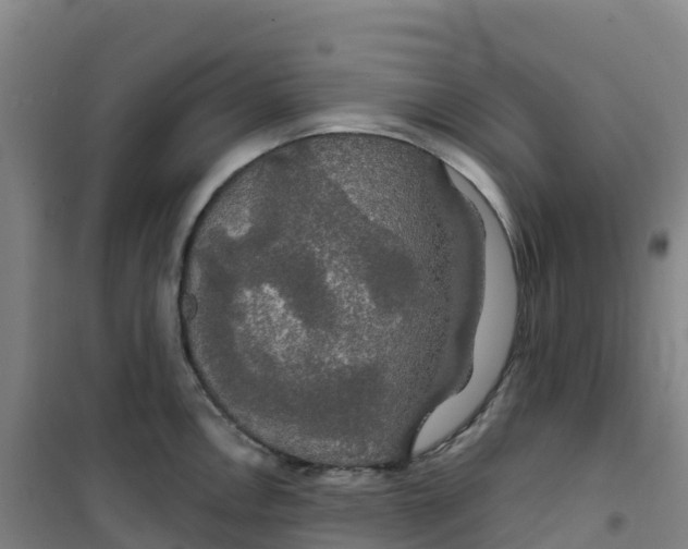 X0000100371146200807031856