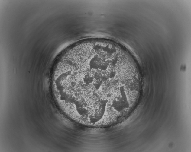 X0000100371163200807031855