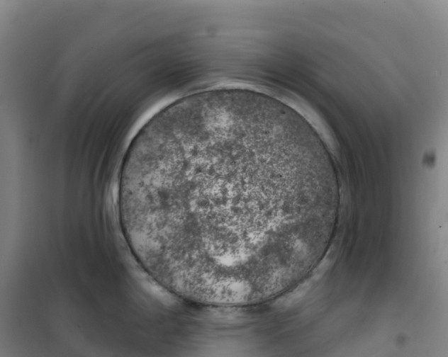 X0000100371198200807031855