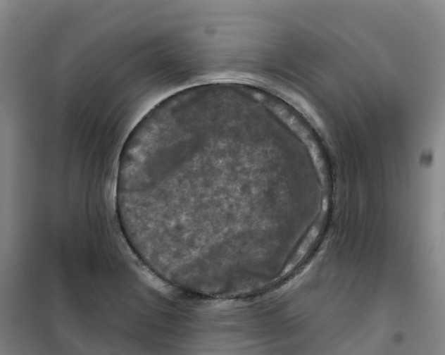 X0000100371228200807031854