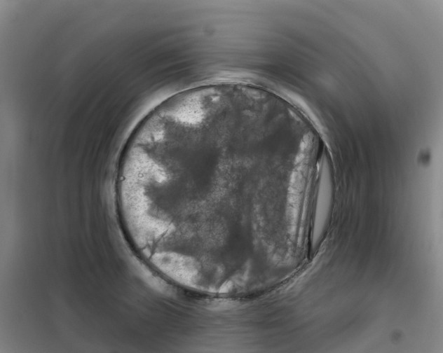 X0000100371235200807031854