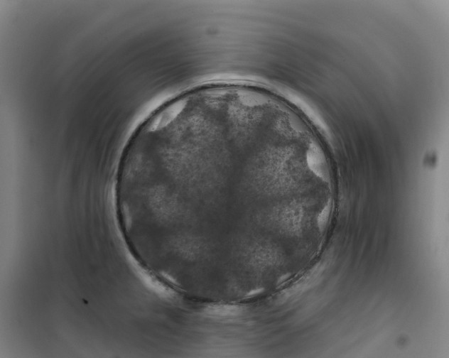 X0000100371237200807031854