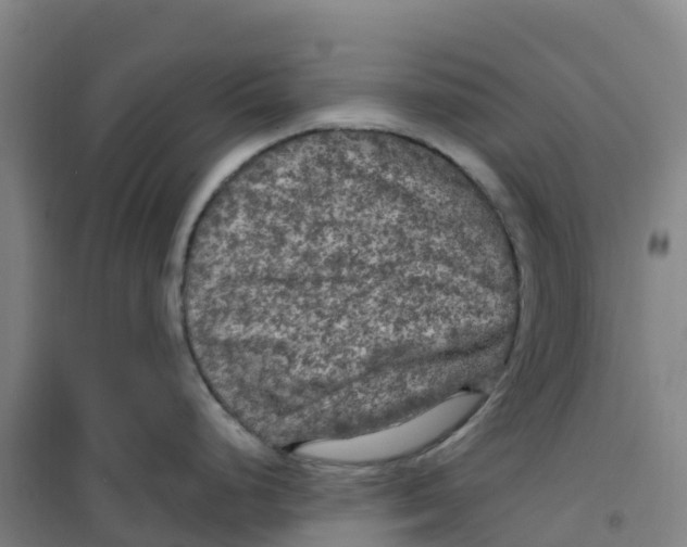 X0000100371248200807031855