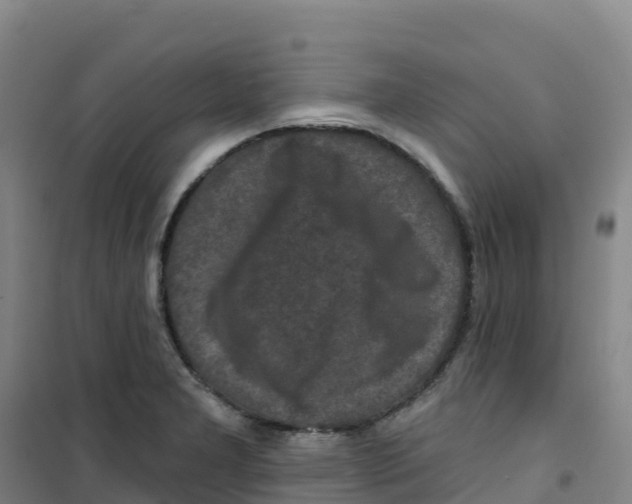 X0000100371277200807031854