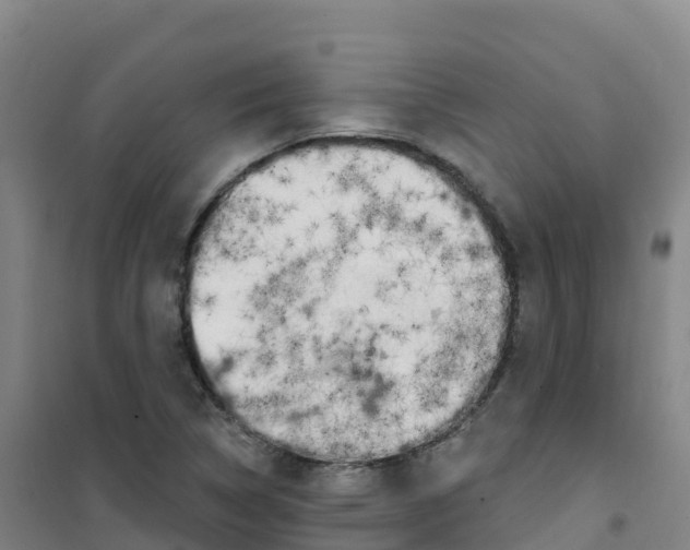 X0000100371314200807031853