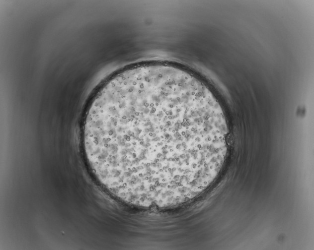 X0000100371318200807031853