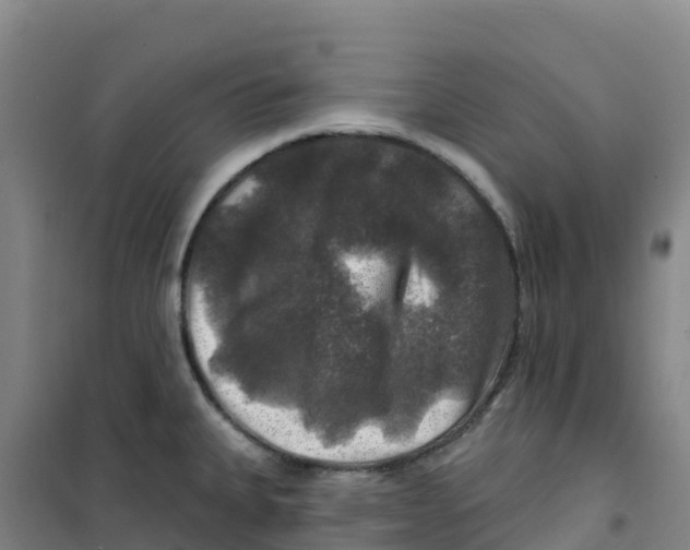 X0000100371335200807031853