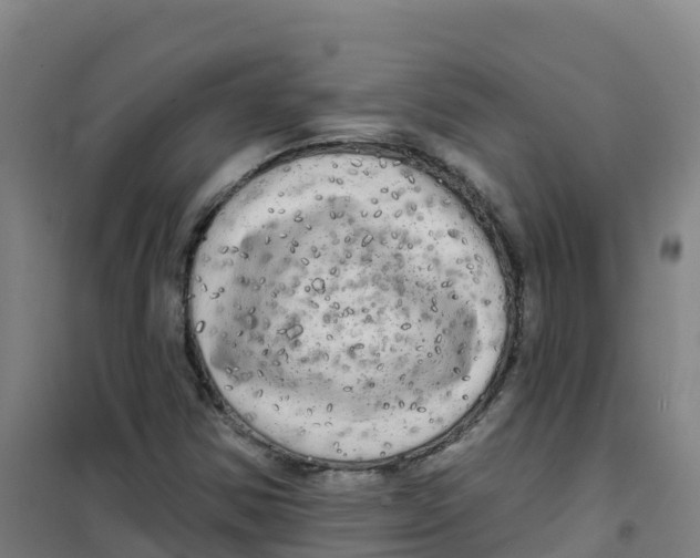 X0000100371354200807031852