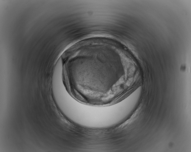 X0000100371369200807031852