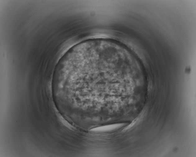 X0000100371417200807031851