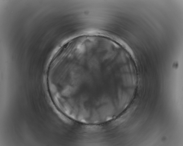 X0000100371429200807031851