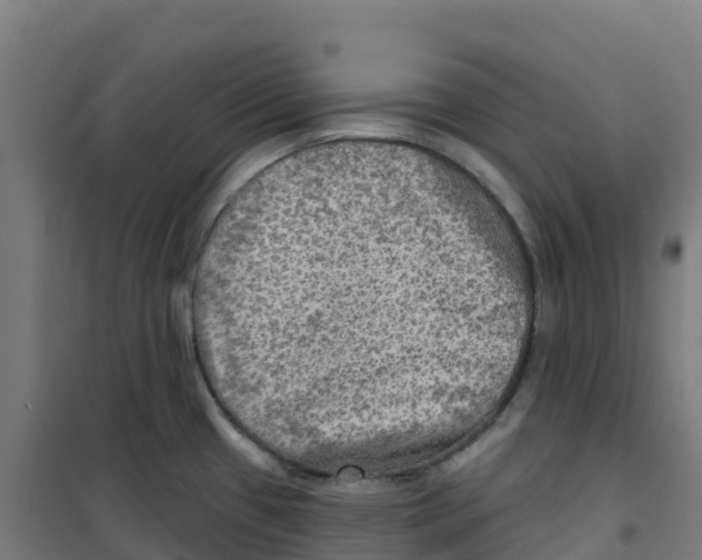 X0000100371433200807031851