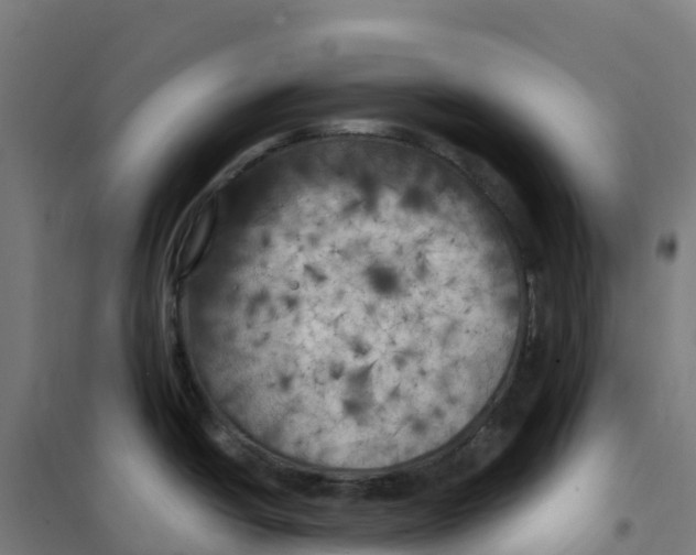 X0000100371438200807031851