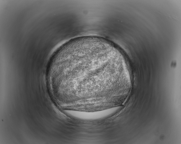 X0000100371452200807031851