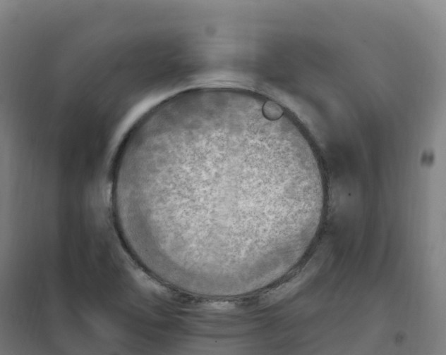 X0000100371462200807031850