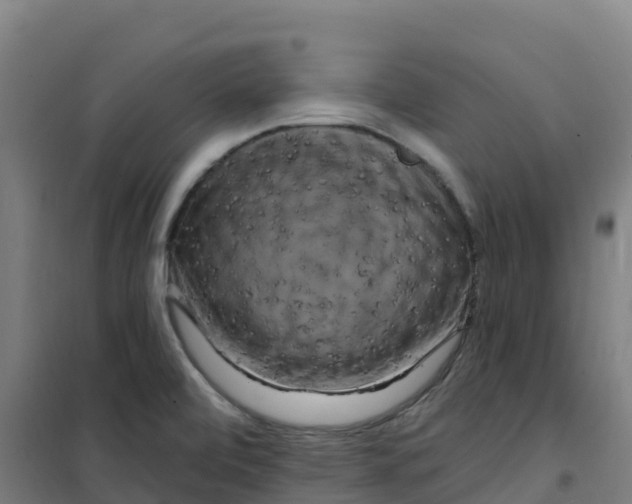 X0000100371472200807031850