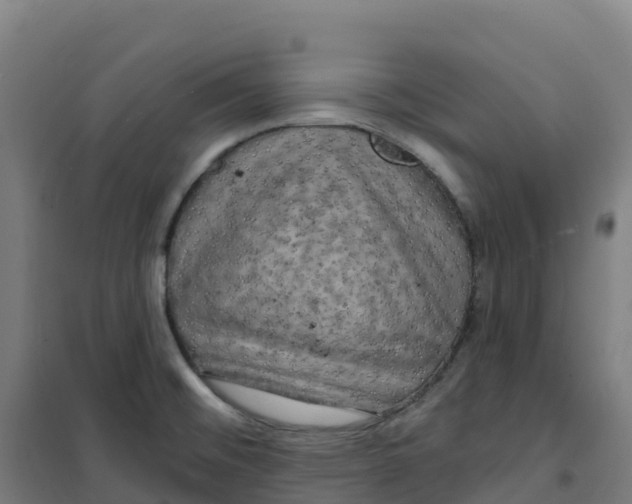 X0000100371476200807031850