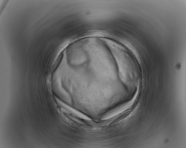 X0000100371481200807031850