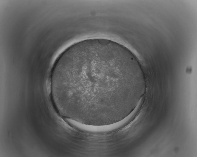 X0000100371510200807031850