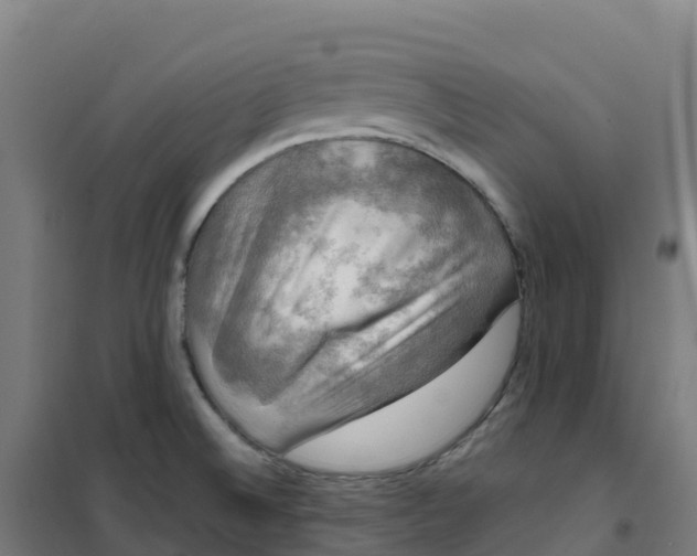 X0000100371524200807031850