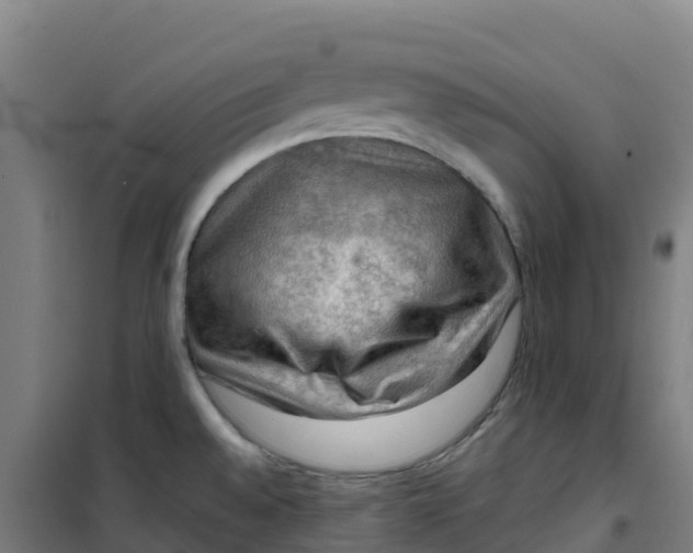 X0000100371528200807031850