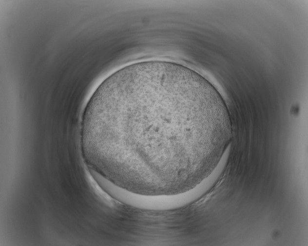 X0000100371532200807031850