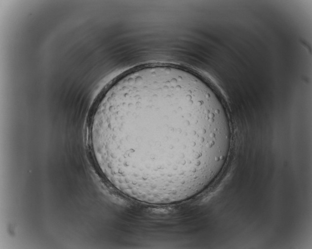 X0000100381125200806060820