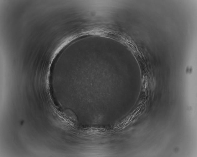 X0000100380292200806061225