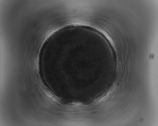X0000100380391200806061223