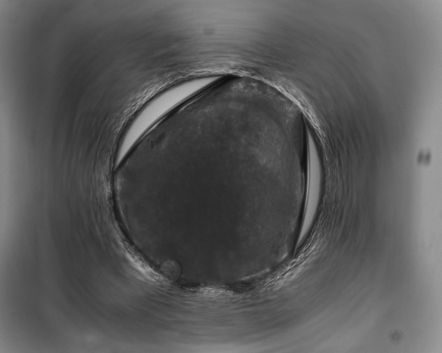 X0000100380393200806061223