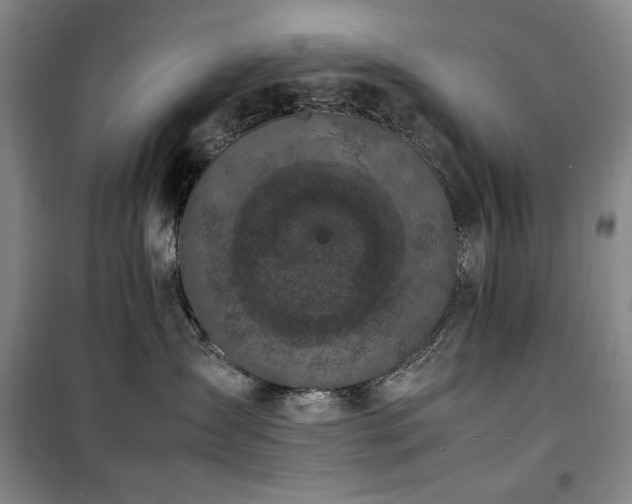 X0000100380431200806061223