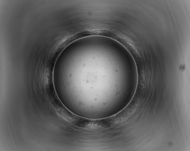 X0000100380596200806061220