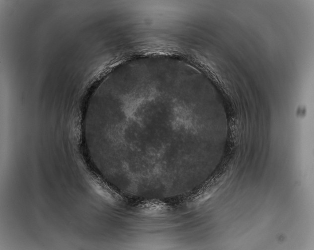 X0000100380642200806061219