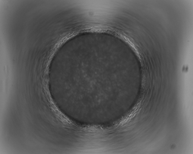X0000100380673200806061219