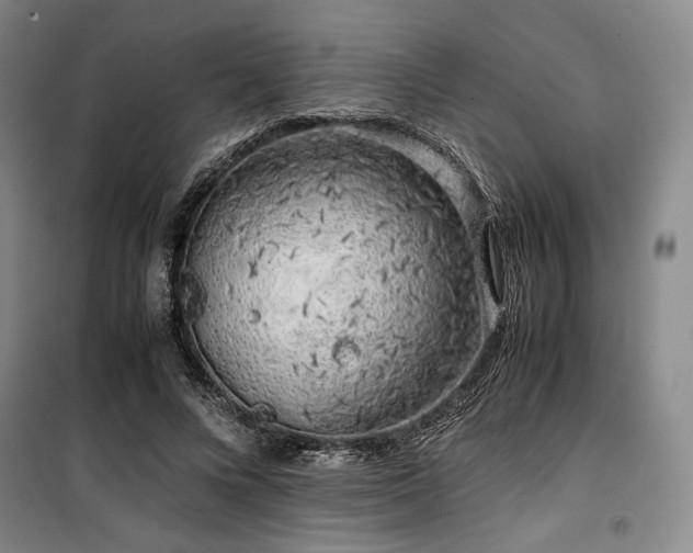 X0000100380688200806061219