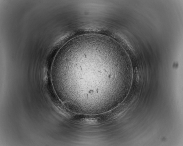 X0000100380692200806061219
