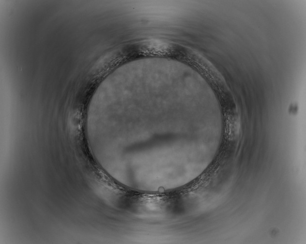 X0000100380701200806061219