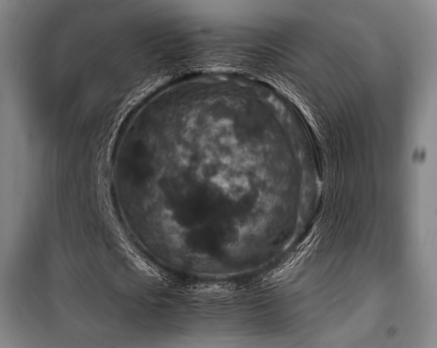 X0000100380721200806061218
