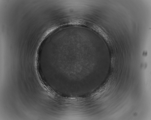 X0000100380724200806061218