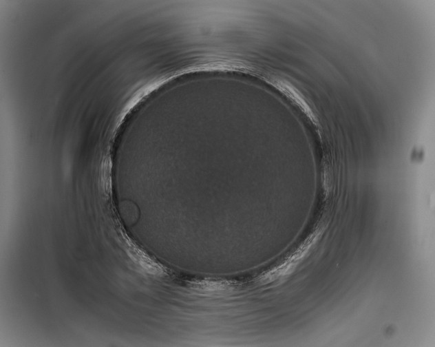X0000100380781200806061217