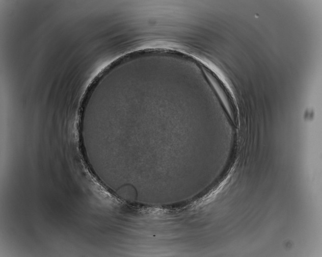 X0000100380783200806061217