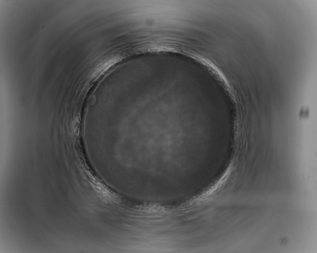 X0000100380785200806061217