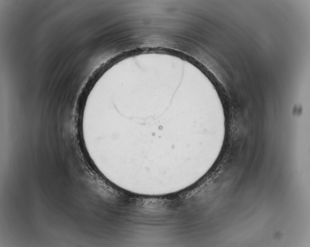 X0000100380832200806061217
